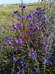 Anchusa azurea
