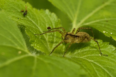 Pardosa pusiola