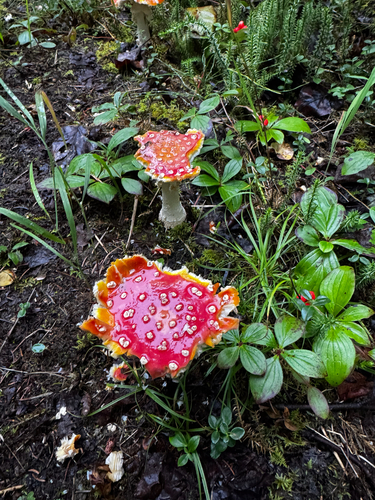 Fly Agaric