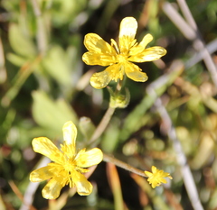 Ranunculus occidentalis occidentalis