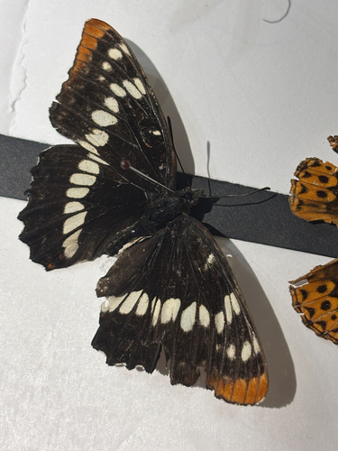 Lorquin's Admiral