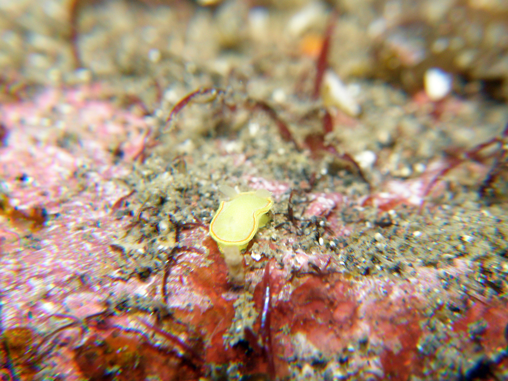 Diaphorodoris mitsuii