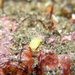Diaphorodoris mitsuii - Photo (c) crawl_ray, algunos derechos reservados (CC BY-NC), subido por crawl_ray