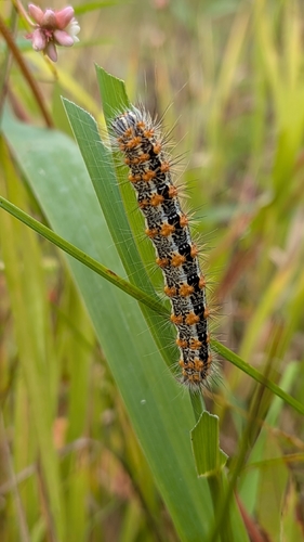 Marsh Dagger