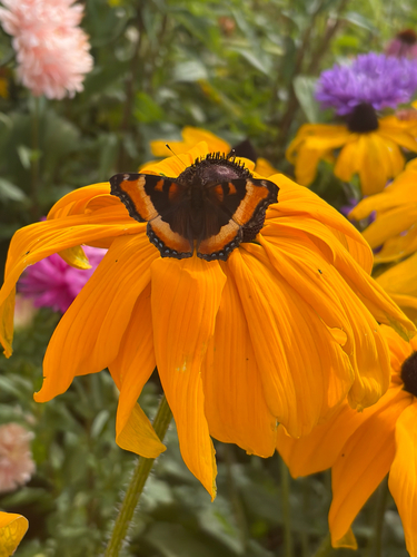 Milbert's Tortoiseshell
