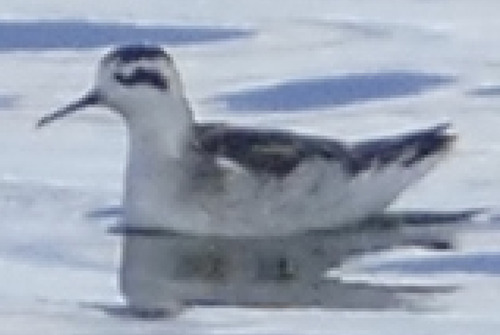 Red-necked Phalarope