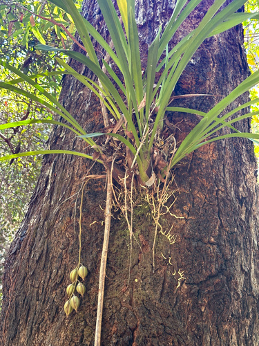 Cymbidium madidum, photograph 4