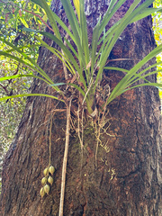 Cymbidium madidum, photograph (c) Rolf Lawrenz, some rights reserved (CC BY)