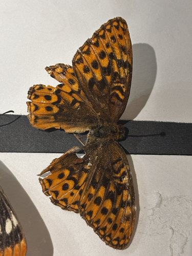 Hydaspe Fritillary
