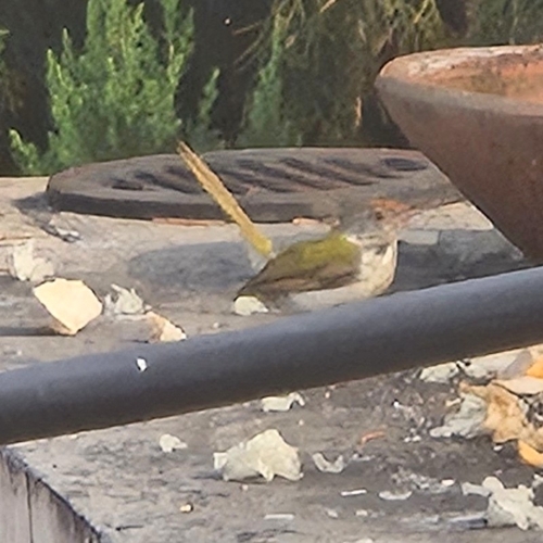 Common Tailorbird