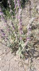 Stachys byzantina