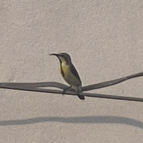 Purple Sunbird