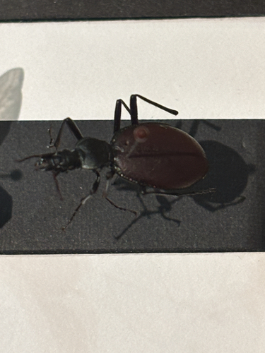 Narrow-collared Snail-eating Beetle