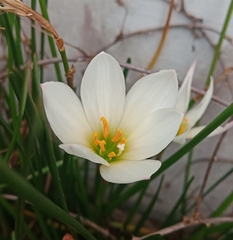 Zephyranthes candida
