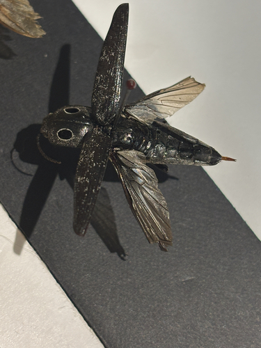 Western Eyed Click Beetle