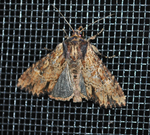 Airy Apamea Moth photo 3