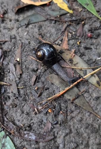 Otway Black Snail