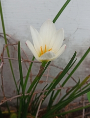 Zephyranthes candida