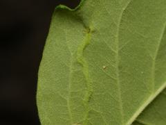 Aulagromyza cornigera