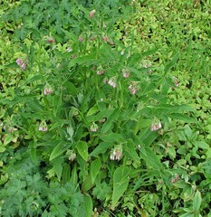 Symphytum × uplandicum