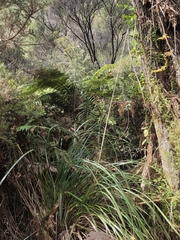 Austroderia fulvida