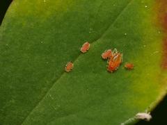 Liosomaphis berberidis