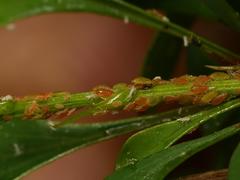 Liosomaphis berberidis