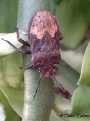 Megymenum brevicorne