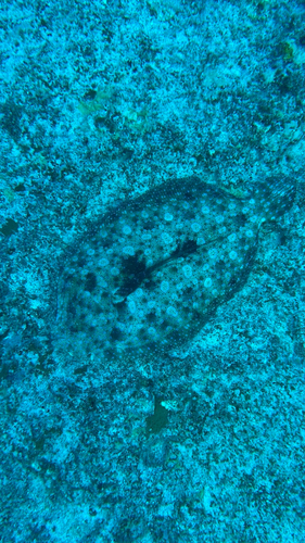 Bothus mancus observed 2026-09-11