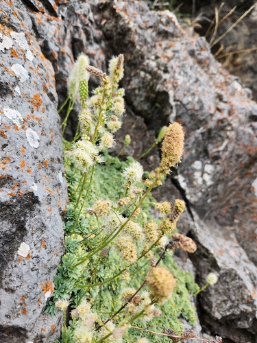 Petrophytum caespitosum, photograph 4
