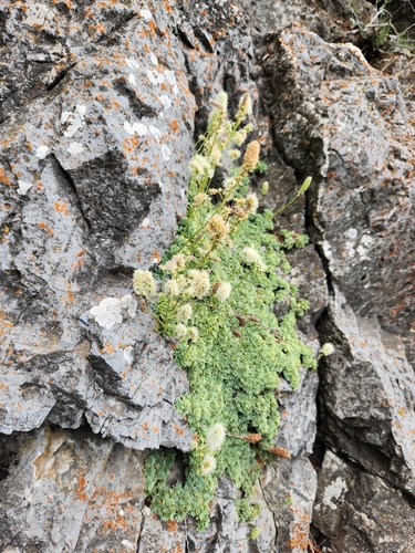 Petrophytum caespitosum, photograph 5