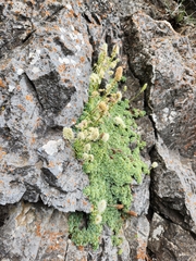 (c) Jared Tholen, some rights reserved (CC BY) Petrophytum caespitosum, photograph (c) Jared Tholen, some rights reserved (CC BY)
