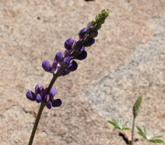 Lupinus excubitus