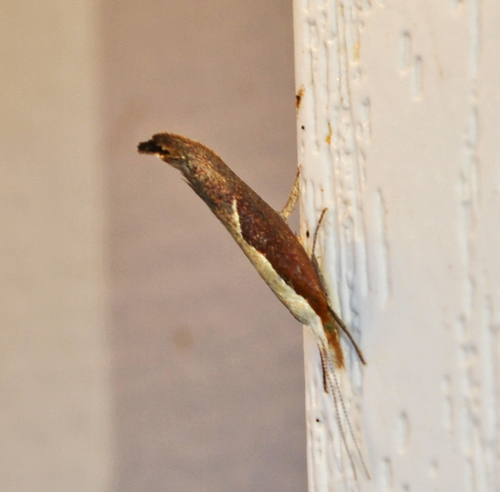 Honeysuckle Moth photo 5