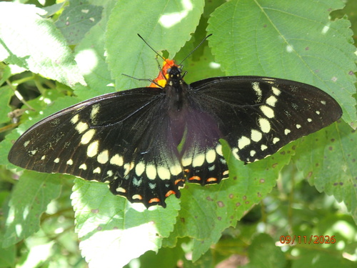 Coroebus observed 2026-09-11
