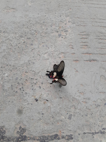 Common Rose Swallowtail