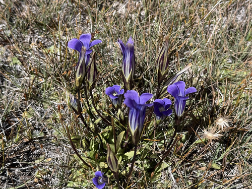 iNaturalist observation photo of Sierra Fringed Gentian
