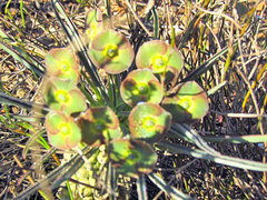 Euphorbia clava