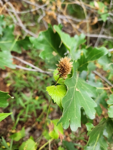 Agastache urticifolia, photograph 4