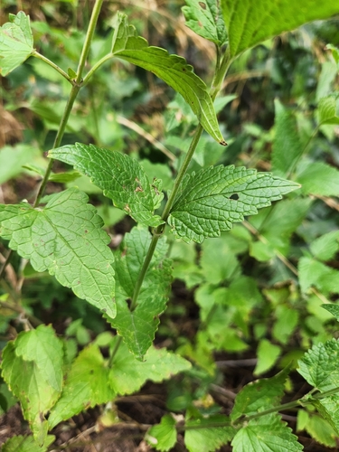 Agastache urticifolia, photograph 5