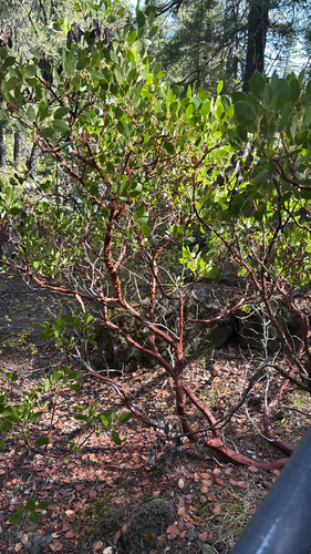 Arctostaphylos patula, photograph 6