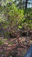 Arctostaphylos patula, photograph (c) StarStats, some rights reserved (CC BY)