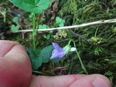 Viola riviniana