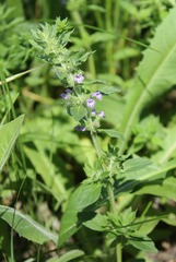 Clinopodium acinos, photograph (c) Tatyana Sova, some rights reserved (CC BY)