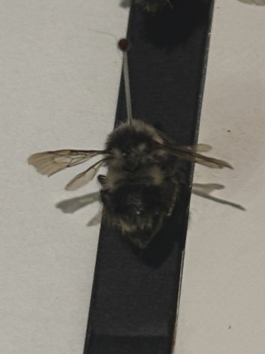 Nearctic Bumble Bee