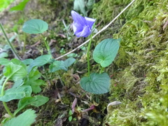 Viola riviniana