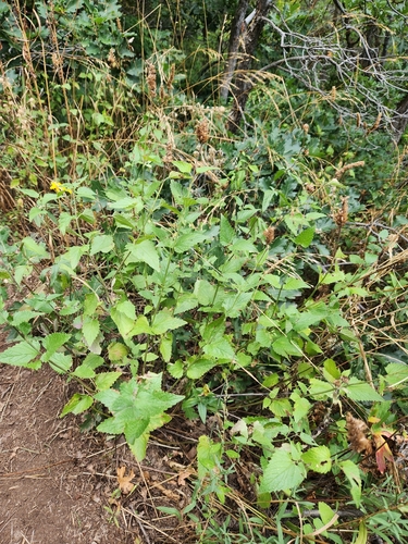 Agastache urticifolia, photograph 6