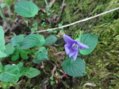 Viola riviniana