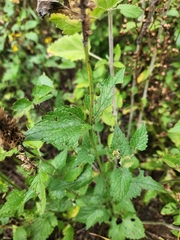 Agastache urticifolia