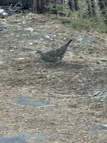iNaturalist observation photo of Birds